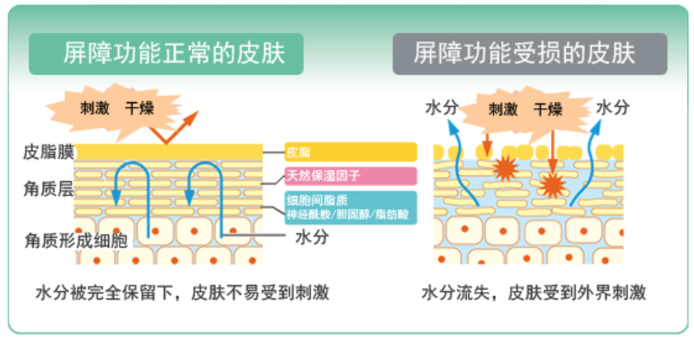 干、癢、紅、腫？別慌涂護(hù)膚品，先看看皮膚屏